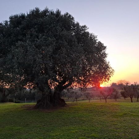 Agriturismo Il Vecchio Olivo Castagneto Carducci Dış mekan fotoğraf