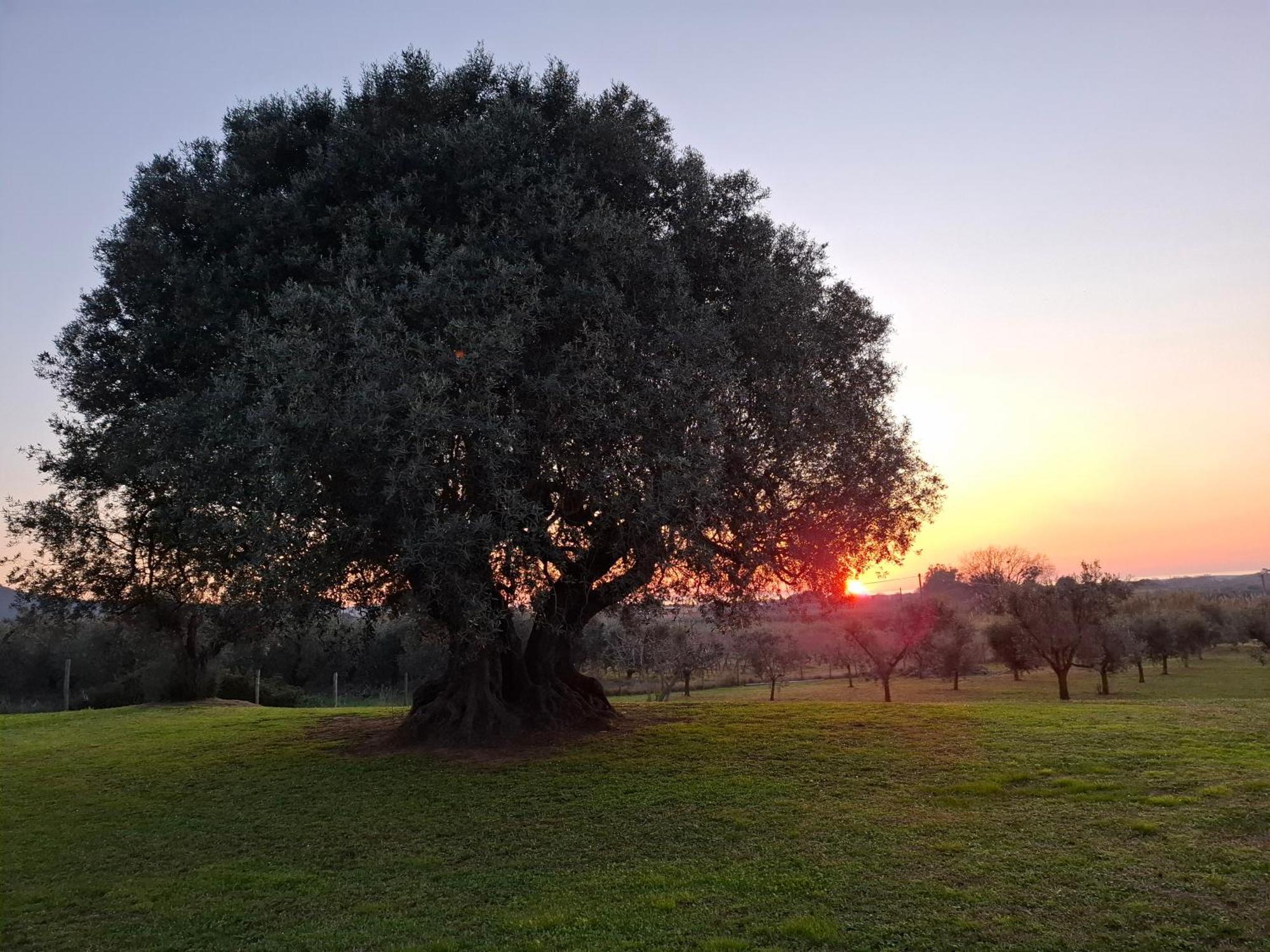 Agriturismo Il Vecchio Olivo Castagneto Carducci Dış mekan fotoğraf